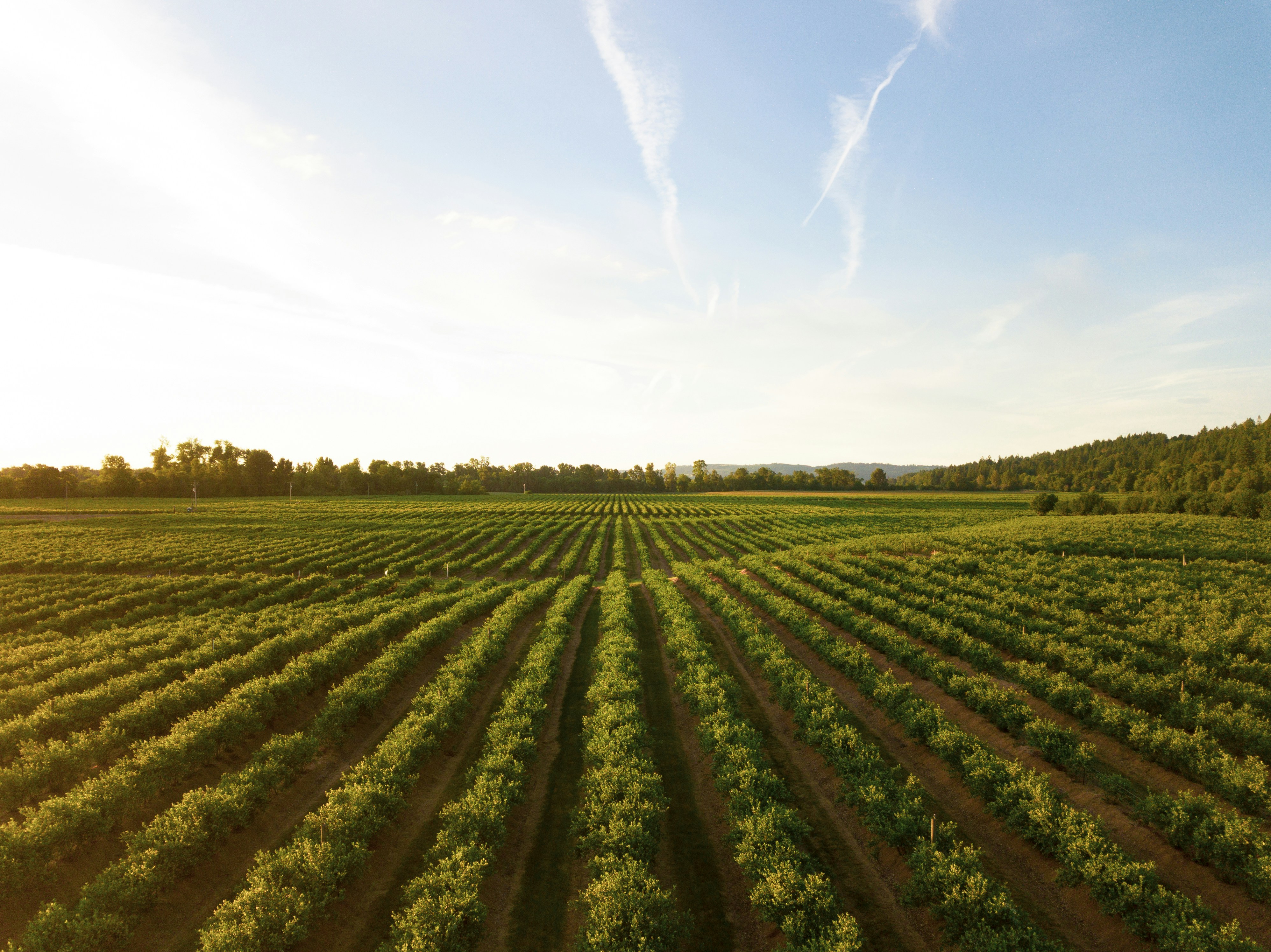 Agro commodities in field